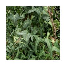 Lierre des bois Königer's Auslese - hedera helix 3L - 90/120cm