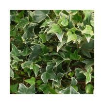 Lierre des bois 'Little Diamond' - hedera helix 3L - 90/120cm