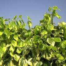 Lierre des colchide Dentata Variegata/Pot de 3L