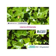 200 x Lierre d'Irlande en godet