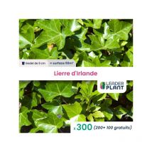 300 x Lierre d'Irlande en godet