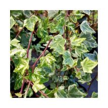 Lierre panaché 'Tricolor' - hedera helix 3L - 90/120cm
