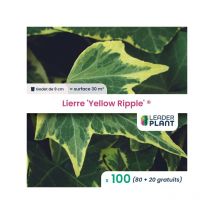 100 x Lierre Yellow Ripple en godet