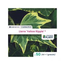 50 x Lierre Yellow Ripple en godet
