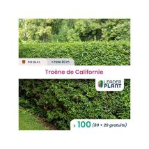 100 x Troène de Californie en pot de 4 l