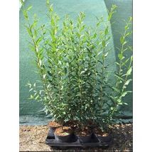 Ligustrum vulgare 'Atrovirens' c 2 40- 60