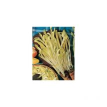 Chicoree barbe de capucin amere - Graines de légumes - 3G