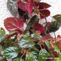 Hortensia grimpant 'Winter Surprise' (Hydrangea petiolaris 'Winter surprise')