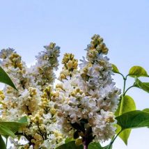 Lilas Commun 'Madame Lemoine' (Syringa Vulgaris)