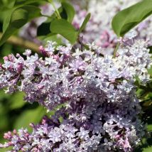 Lilas Commun (Syringa Vulgaris)
