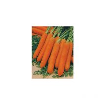 Carotte nairobi HF1 - Graines de légumes - 1000 graines