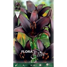 Lilium asiatic landini confezione da 2 bulbi autunnali bulbs bulbes