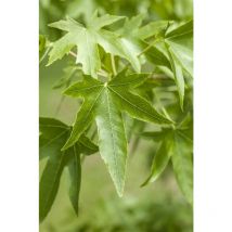 Liquidambar styraciflua c 5 60- 80