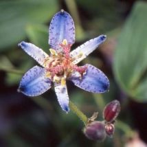 Lis orchidée Blaue/Godet