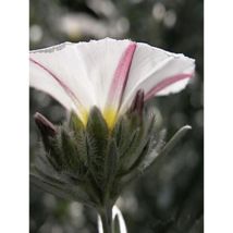 Liseron cneorum – Arbuste touffu – Pot de 7,5L/10L – Hauteur : 40 cm – Fleur : Blanc – Exposition : Ensoleillée