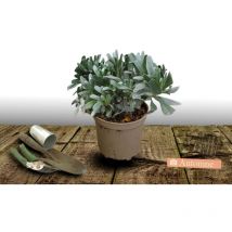 Liseron argenté/Pot de 3L