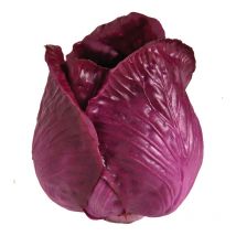 Lombarda