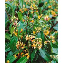 Lonicera henryi 'Copper Beauty' 2L 60- 100