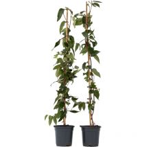 Plant In A Box - Chèvrefeuille - Set de 2 - Lonicera henryi 'Copper Beauty' - H110-120cm - 17cm