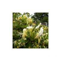 Lonicera periclymenum Scentsation 3 Litre Potted Plant x 1