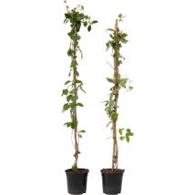 Plant In A Box - Chèvrefeuille - Set de 2 - Lonicera 'American Beauty' - H110-120cm - 17cm