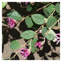 Loropetalum de Chine Fire Dance/Pot de 1,5L