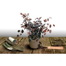 Loropetalum de Chine Fire Dance/Pot de 3L