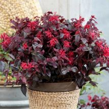 Loropetalum de Chine Ever Red 'Chang Nian Hong'/Godet