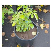 Direct Filet - Lot de 10 disques de Paillage en Feutre Diamètre: ø 14 cm