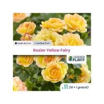 11 x Rosier paysager Yellow Fairy en godet