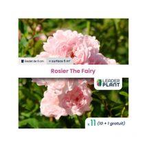 11 x Rosier paysager The Fairy en godet