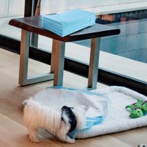 Maisonchic - Lot de 300 Tapis d'Entraînement pour Chien Anti-fuite 5 Couches 60 x 43 cm Maison Chic
