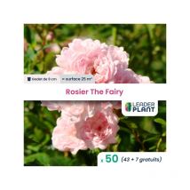 50 x Rosier paysager The Fairy en godet