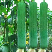 Luffa Samen 150 Stück/10 Beutel, Schwammgurke Saatgut Garten Kletterpflanze