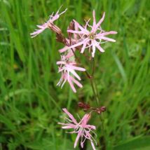 Lychnis flos