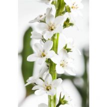 Lysimachia clethroides p 0,5
