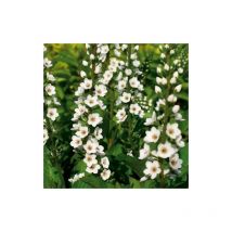 Lysimaque Candela | Conditionnement: Lot de 3 godets