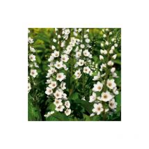 Lysimaque Candela | Conditionnement: Lot de 5 godets