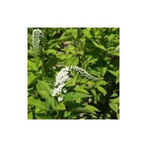 Lysimaque de Chine | Conditionnement: Lot de 5 godets