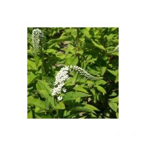 Plantes Avenue - Lysimaque de Chine | Conditionnement: Lot de 9 godets