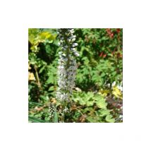 Lysimaque éphémère | Conditionnement: Lot de 3 godets