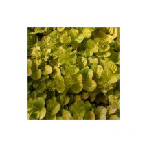 Lysimaque nummularia Aurea/Godet - Blanche