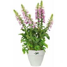 Maceta de Jardín Plástico Reciclado Blanca 3/6/11/15/18/30/46/63L Macetero Balcón Terraza rund/3,2 Liter (de)