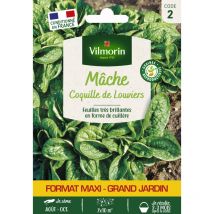 Mâche Coquille de Louviers - Grand Modèle