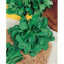 Mache gala - Graines de légumes - 5 g - graines