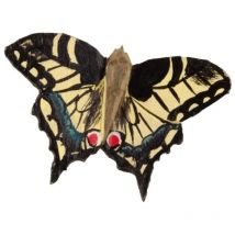 Magnet papillon Machaon