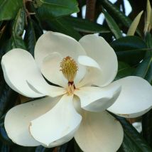 Magnolia à grandes fleurs Double Nantais/Pot de 1,5L