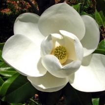 Magnolia à grandes fleurs 'Galissoniensis' (Magnolia Grandiflora Galissoniensis)