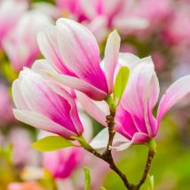 Magnolia 'Georges Henry Kern'