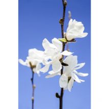 Pflanzen-für-dich.de - Sternmagnolie 'waterlily' Magnolia Stellata 'waterlily' 5 L 40- 60